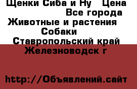 Щенки Сиба и Ну › Цена ­ 35000-85000 - Все города Животные и растения » Собаки   . Ставропольский край,Железноводск г.